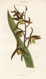 Storczyk chiński (Epidendrum sinense) autorstwa Sydenham Teast Edwards