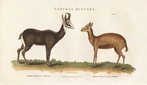  autorstwa Sydenham Teast Edwards