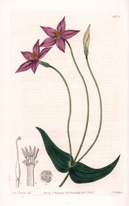 Chironia Variete - Talerz grawerowany przez S.Wattsa, z ilustracji Sarah Anne Drake (1803-1857), z rejestru botanicznego Sydenham Edwards (1768-1819), Anglia autorstwa Sydenham Teast Edwards