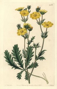 Pięciolistna sukienka - Pięciornik postrzępiony, Potentilla laciniosa. Ręcznie barwiony miedzioryt autorstwa S. Wattsa wg ilustracji M. Harta z Sydenham Edwards