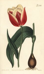 Tulipan Claramond, Tulipa suaveolens var. latifolia. Ręcznie barwiony miedzioryt autorstwa Weddella według ilustracji botanicznej Sydenhama Edwardsa z magazynu botanicznego Williama Curtisa, Samuel Curtis, Londyn autorstwa Sydenham Teast Edwards