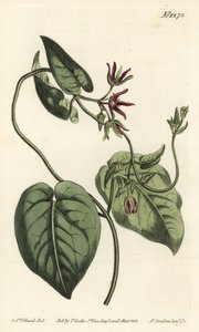Pnącze pnącze, Matelea obliqua (cynanchum dziewiczy, Cynanchum przebarwiony). Ręcznie barwiony miedzioryt autorstwa F. Sansoma Jr. według ilustracji Sydenhama Edwardsa z magazynu botanicznego Williama Curtisa, T. Curtis, Londyn autorstwa Sydenham Teast Edwards