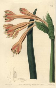 Clinanthus fulvus (Tawny coburgia, Coburgia fulva). Ręcznie barwiony miedzioryt autorstwa S. Wattsa według ilustracji Williama Herberta z Sydenham Edwards