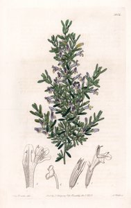 Clinopodium Variete - Talerz grawerowany przez S.Wattsa, z ilustracji Sarah Anne Drake (1803-1857), z rejestru botanicznego Sydenham Edwards (1768-1819), Anglia autorstwa Sydenham Teast Edwards