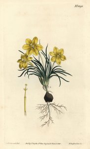 Moraea fugacissima (galaktyka wąskolistna, Galaxia graminea). Ręcznie barwiony miedzioryt autorstwa F. Sansoma Jr. według ilustracji Sydenhama Edwardsa z magazynu botanicznego Williama Curtisa, T. Curtis, Londyn autorstwa Sydenham Teast Edwards