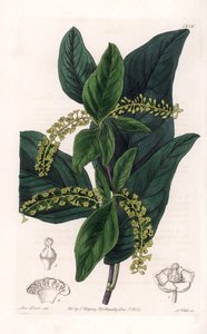 Odmiana Coccoloba, pochodząca z Indii Zachodnich - Grawerowane przez S.Wattsa, z ilustracji Sarah Anne Drake (1803-1857), z rejestru botanicznego Sydenham Edwards (1768-1819), Anglia autorstwa Sydenham Teast Edwards