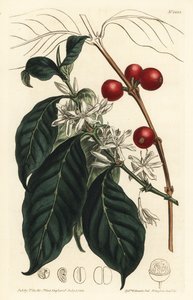 Ekspres do kawy arabica - Drzewo kawowe, Coffea arabica. Ręcznie barwiony miedzioryt autorstwa F. Sansoma Jr. według ilustracji Sydenhama Edwardsa z magazynu botanicznego Williama Curtisa, T. Curtis, Londyn autorstwa Sydenham Teast Edwards