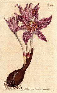 Colchique saffron des pres, z cebulką i kilkoma fioletowymi kwiatami nakrapianymi. Szafran łąkowy o kwiecistej szachownicy, z cebulką i licznymi fioletowymi nakrapianymi kwiatami. Colchicum variegatum. Ręcznie kolorowany miedzioryt z ilustracji botanicznej autorstwa Sydenham Teast Edwards