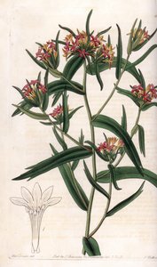 Neon Collomia - Talerz grawerowany przez S.Wattsa, z ilustracji Sarah Anne Drake (1803-1857), z rejestru botanicznego Sydenham Edwards (1768-1819), Anglia autorstwa Sydenham Teast Edwards