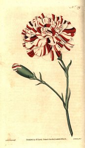 Goździk pospolity, goździk kwiatowy lub goździk goździkowy - kamień nazębny Franklina, goździk dziwaczny szkarłatny, Dianthus caryophyllus. Ręcznie kolorowany miedzioryt autorstwa Jamesa Sowerby
