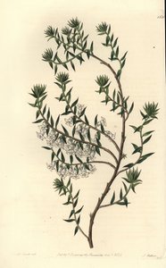Wrzosiec pospolity, Epicris impressa (Snowy epacris, Epicris nivalis). Ręcznie barwiony miedzioryt autorstwa S. Wattsa według ilustracji panny Sarah Drake z rejestru botanicznego Sydenham Edwards, Ridgeway, Londyn autorstwa Sydenham Teast Edwards
