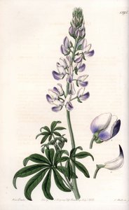Łubin pospolity - Grawerowana tablica autorstwa S.Wattsa, z ilustracji Sarah Anne Drake (1803-1857), z rejestru botanicznego Sydenham Edwards (1768-1819), Anglia