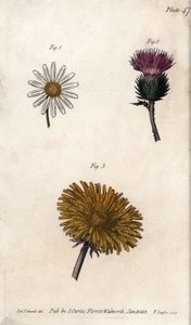 Kwiaty złożone: prepacket, osioł osioł (lub fałszywy acanth onopordum) i mniszek lekarski. Kolorowa miedzioryt, ilustracja Sydenham Edwards (1768-1819) dla Konferencji Botanicznej, Ogród Botaniczny Lambeth (Anglia) autorstwa Sydenham Teast Edwards