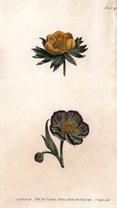 Korona erantu zimowego (albo ciemiernik lub akonit zimowy) i ciemiernik fetydowy. Kolorowa miedzioryt, ilustracja Sydenham Edwards (1768-1819) dla Konferencji Botanicznej, Ogród Botaniczny Lambeth (Anglia) autorstwa Sydenham Teast Edwards