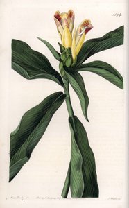 Costus Variete - Talerz grawerowany przez S.Wattsa, z ilustracji Sarah Anne Drake (1803-1857), z rejestru botanicznego Sydenham Edwards (1768-1819), Anglia autorstwa Sydenham Teast Edwards