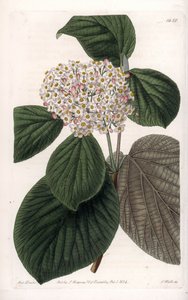 Cotton Viorne - Grawerowana tablica autorstwa S.Wattsa, z ilustracji Sarah Anne Drake (1803-1857), z rejestru botanicznego Sydenham Edwards (1768-1819), Anglia autorstwa Sydenham Teast Edwards