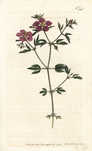 Kreta Fagonia - Fagonia kretyńska, Fagonia cretica. Ręcznie barwiony miedzioryt autorstwa Sansoma według ilustracji Sydenhama Edwardsa z magazynu Botanical Magazine Williama Curtisa, Londyn autorstwa Sydenham Teast Edwards