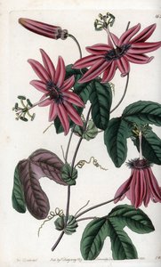 Crimson Passion - Rycina wykonana przez S.Watts, z ilustracji Sarah Anne Drake (1803-1857), z Botanical Register of Sydenham Edwards (1768-1819), Anglia autorstwa Sydenham Teast Edwards