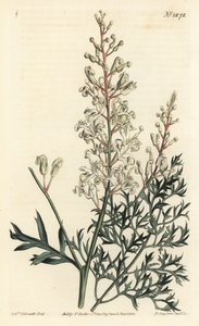 Krzew karbowany lub wrotycz pospolity - Krzew karbowany lub paproć pietruszkowa (lomatia siarkowolistna), Lomatia silaifolia. Ręcznie barwiony miedzioryt autorstwa F. Sansoma Jr. według ilustracji Sydenhama Edwardsa z magazynu botanicznego Williama Curtisa autorstwa Sydenham Teast Edwards