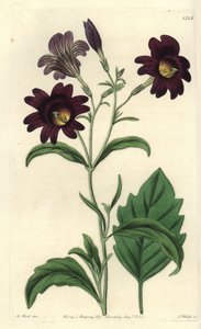 Curvy Salpiglossis - Malowany język, Salpiglossis sinuata (ciemnofioletowy salpiglossis, Salpiglossis atropurpurea). Ręcznie barwiony miedzioryt autorstwa S. Wattsa wg ilustracji M. Harta z Sydenham Edwards