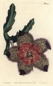 Stapelia amortyzowana, Stapelia pulvinata. Ręcznie barwiony miedzioryt autorstwa F. Sansoma Jr. według ilustracji Sydenhama Edwardsa z magazynu botanicznego Williama Curtisa, T. Curtis, Londyn autorstwa Sydenham Teast Edwards