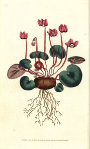 Cyclamen de Cos lub Caucasus - Cyklamen okrągłolistny, Cyclamen coum. Ręcznie kolorowany miedzioryt według ilustracji botanicznej autorstwa Jamesa Sowerby
