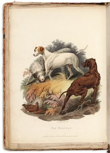 Cynographia Britannica: Składa się z kolorowych rycin różnych ras psów istniejących w Wielkiej Brytanii, 1800-05 autorstwa Sydenham Teast Edwards