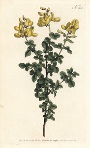 Cytisophyllum sessilifolium (Cytisus sessilifolius zwyczajny, Cytisus sessilifolius). Ręcznie barwiony miedzioryt autorstwa Sansoma według ilustracji Sydenhama Edwardsa z magazynu Botanical Magazine Williama Curtisa, Londyn autorstwa Sydenham Teast Edwards