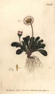 Daisy, Bellis perennis, Polygamia superflua. Ręcznie barwiony miedzioryt autorstwa F. Sansoma przedstawiający ilustrację botaniczną Sydenhama Edwardsa do Wykładów o botanice Williama Curtisa, dostarczony w Ogrodzie Botanicznym w Lambeth autorstwa Sydenham Teast Edwards