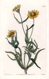 Daisy variete „złota”, endemiczna dla Kalifornii - Grawerowane przez S.Wattsa, z ilustracji Sarah Anne Drake (1803-1857), z rejestru botanicznego Sydenham Edwards (1768-1819), Anglia autorstwa Sydenham Teast Edwards