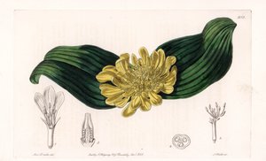 Daubenya Variete - Talerz grawerowany przez S.Wattsa, z ilustracji Sarah Anne Drake (1803-1857), z rejestru botanicznego Sydenham Edwards (1768-1819), Anglia autorstwa Sydenham Teast Edwards