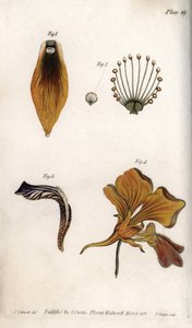 Szczegółowy opis łodygi i korony fritillary. Kolorowa miedzioryt, ilustracja Sydenham Edwards (1768-1819) dla Konferencji Botanicznej, Ogród Botaniczny Lambeth (Anglia) autorstwa Sydenham Teast Edwards