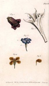 Różne korony: belladonna, bieluń stramoine, wielki barwinek i żyrofle ścian. Kolorowa miedzioryt, ilustracja Sydenham Edwards (1768-1819) dla Konferencji Botanicznej, Ogród Botaniczny Lambeth (Anglia) autorstwa Sydenham Teast Edwards