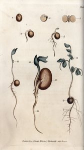 Różne etapy kiełkowania nasion grochu i fasoli zwyczajnej. Kolorowa miedzioryt, ilustracja Sydenham Edwards (1768-1819) dla Konferencji Botanicznej, Ogród Botaniczny Lambeth (Anglia) autorstwa Sydenham Teast Edwards