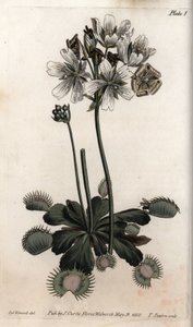 Dionee łapie pułapkę na muchę lub wilka. Kolorowa miedzioryt, ilustracja Sydenham Edwards (1768-1819) dla Konferencji Botanicznej, Ogród Botaniczny Lambeth (Anglia) autorstwa Sydenham Teast Edwards