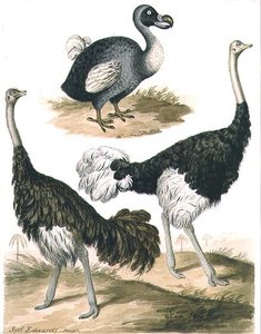 Dodo i struś (akwarela) autorstwa Sydenham Teast Edwards