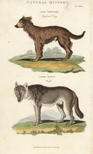 Pies i Wilk - Owczarek, Canis familiaris i wilk, Canis lupus. Ręcznie barwiony miedzioryt według Sydenhama Edwardsa z John Mason Good