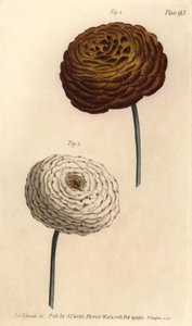Odmiany jaskier podwójny, jaskier perski, Jaskier azjatycki. Ręcznie kolorowany miedzioryt autorstwa F. Sansoma przedstawiający ilustrację botaniczną Sydenhama Edwardsa do wykładów Williama Curtisa na temat botaniki, dostarczony w Ogrodzie Botanicznym w La autorstwa Sydenham Teast Edwards