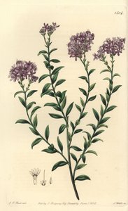 Selago doktora Gilla, Selago gillii. Ręcznie barwiony miedzioryt autorstwa S. Wattsa według ilustracji J.T. Hart z rejestru botanicznego Sydenham Edwards, Ridgeway, Londyn autorstwa Sydenham Teast Edwards
