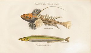 Dragonet i Piaskowa Lanca autorstwa Sydenham Teast Edwards