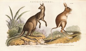  autorstwa Sydenham Teast Edwards