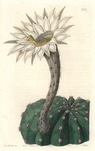 Echinocactus eyriesii, kwitnący kaktus, pochodzący z Meksyku - Mocna woda autorstwa S. Wattsa z ilustracji Sarah Anne Drake (1803-1857), z rejestru botanicznego autorstwa Sydenham Teast Edwards