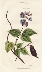 Fasola hiacynt egipski autorstwa Sydenham Teast Edwards