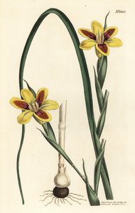Elegancka moraea, Moraea elegans (Moraea spicata). Ręcznie barwiony miedzioryt autorstwa F. Sansoma Jr. według ilustracji Sydenhama Edwardsa z magazynu botanicznego Williama Curtisa, T. Curtis, Londyn autorstwa Sydenham Teast Edwards