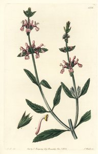Epiary - Stachys albicaulis, Stachys albicaulis. Ręcznie barwiony miedzioryt autorstwa S. Wattsa według ilustracji Johna Lindleya z Sydenham Edwards