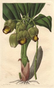 Storczyk epifityczny, bladożółty catasetum, pochodzący z Brazylii - Water forte autorstwa S. Wattsa z ilustracji Sarah Anne Drake (1803-1857), z rejestru botanicznego autorstwa Sydenham Teast Edwards