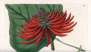 Erythrina variete, tropikalne drzewo o czerwonych kwiatach - grawerowane przez S. Wattsa, na podstawie ilustracji Sarah Anne Drake (1803-1857), z rejestru botanicznego Sydenhama Edwardsa (1768-1819), Anglia. autorstwa Sydenham Teast Edwards
