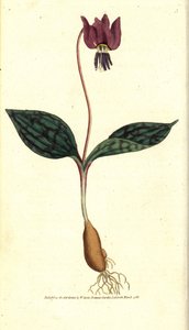 Ząb psa Erythrone (lub czerwony Satyrion) - Ząb psa fioletowy, Erythronium gęsty canis. Ręcznie kolorowany miedzioryt według ilustracji botanicznej autorstwa Jamesa Sowerby