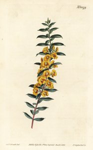 Eutaxia myrtifolia (Dillwynia obovata). Ręcznie barwiony miedzioryt autorstwa F. Sansoma Jr. według ilustracji Sydenhama Edwardsa z magazynu botanicznego Williama Curtisa, T. Curtis, Londyn autorstwa Sydenham Teast Edwards