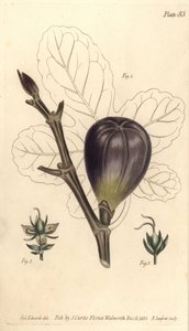 Figa, Ficus carica, Trioecia z hermafrodytą, kwiaty męskie 2 i żeńskie 3 rosnące osobno. Ręcznie barwiony miedzioryt autorstwa F. Sansoma przedstawiający ilustrację botaniczną Sydenhama Edwardsa do Wykładów o botanice Williama Curtisa, dostarczonych w Bota autorstwa Sydenham Teast Edwards
